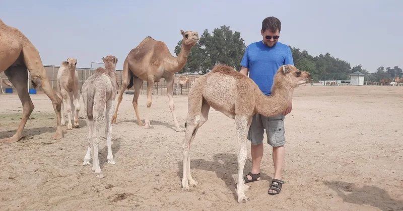 Bahrain: Halbtägige Wüstentour